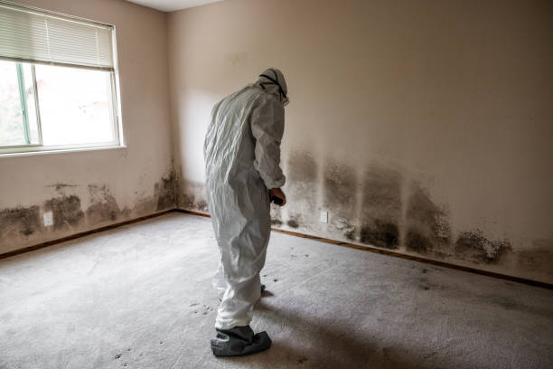 Best Commercial Mold Remediation in Halfway House, PA